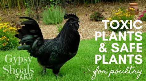 will chickens eat poisonous plants|14 Poisonous Plants Your Chicken Flock Needs to Avoid.